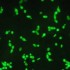 L’échantillonnage pour les analyses microbiologiques